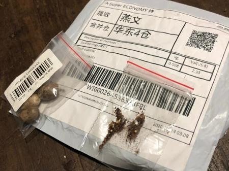 Sementes misteriosas vindas da China contém fungos e pragas