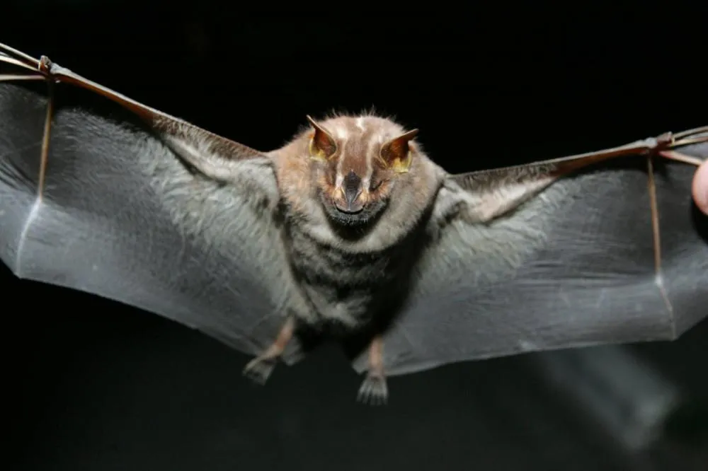 Novo coronavírus é identificado em morcegos no Nordeste do Brasil